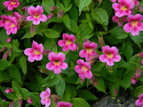 Erythranthe lewisii