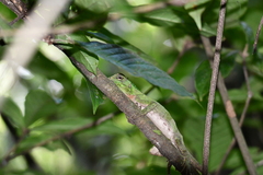 Enyalioides