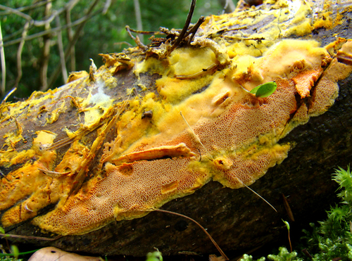 Auriporia aurulenta