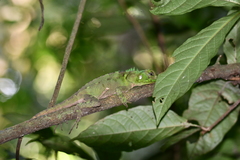 Enyalioides