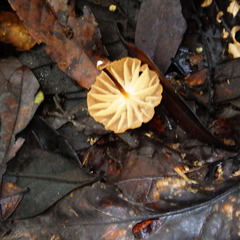 Marasmius hypophaeus