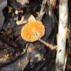 Marasmius hypophaeus