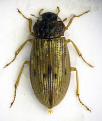 Helophorus