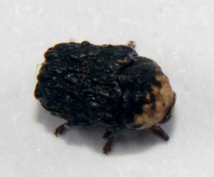 Exema neglecta