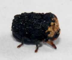 Exema neglecta
