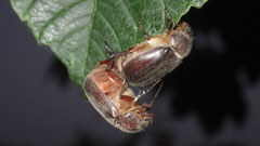 Aplidia transversa