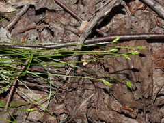 Carex leptalea