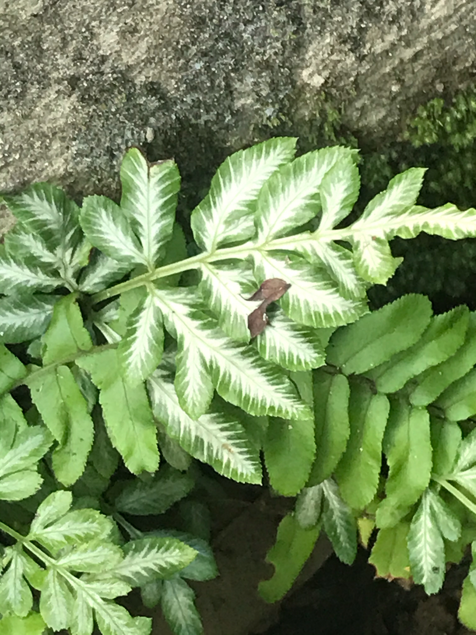 Pteris ensiformis