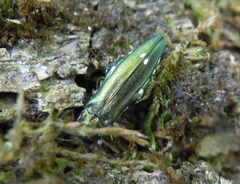 Agrilus biguttatus