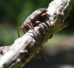 Exocentrus adspersus