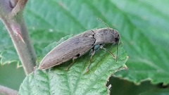 Synaptus filiformis