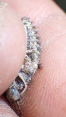 Myrmeleon formicarius