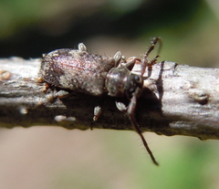 Exocentrus adspersus