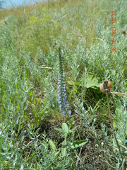 Veronica steppacea