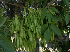 Fraxinus uhdei