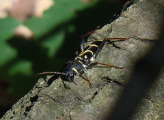 Xylotrechus antilope