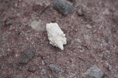 Persististrombus granulatus