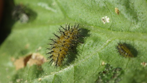 Bryony Ladybird, photo 7 of 8