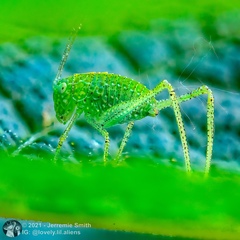 Microcentrum rhombifolium