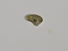 Cryptista