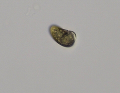 Cryptista