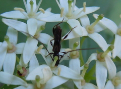 Molorchus umbellatarum