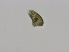 Cryptista