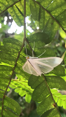 Palpita flegia