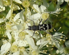 Chlorophorus figuratus