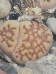 Lithops hookeri