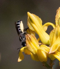 Megachile davidsoni