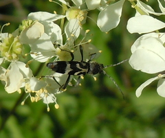 Chlorophorus figuratus