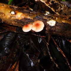 Lepiota erythrosticta