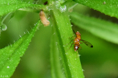 Geomyza balachowskyi