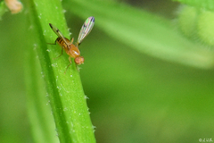 Geomyza balachowskyi