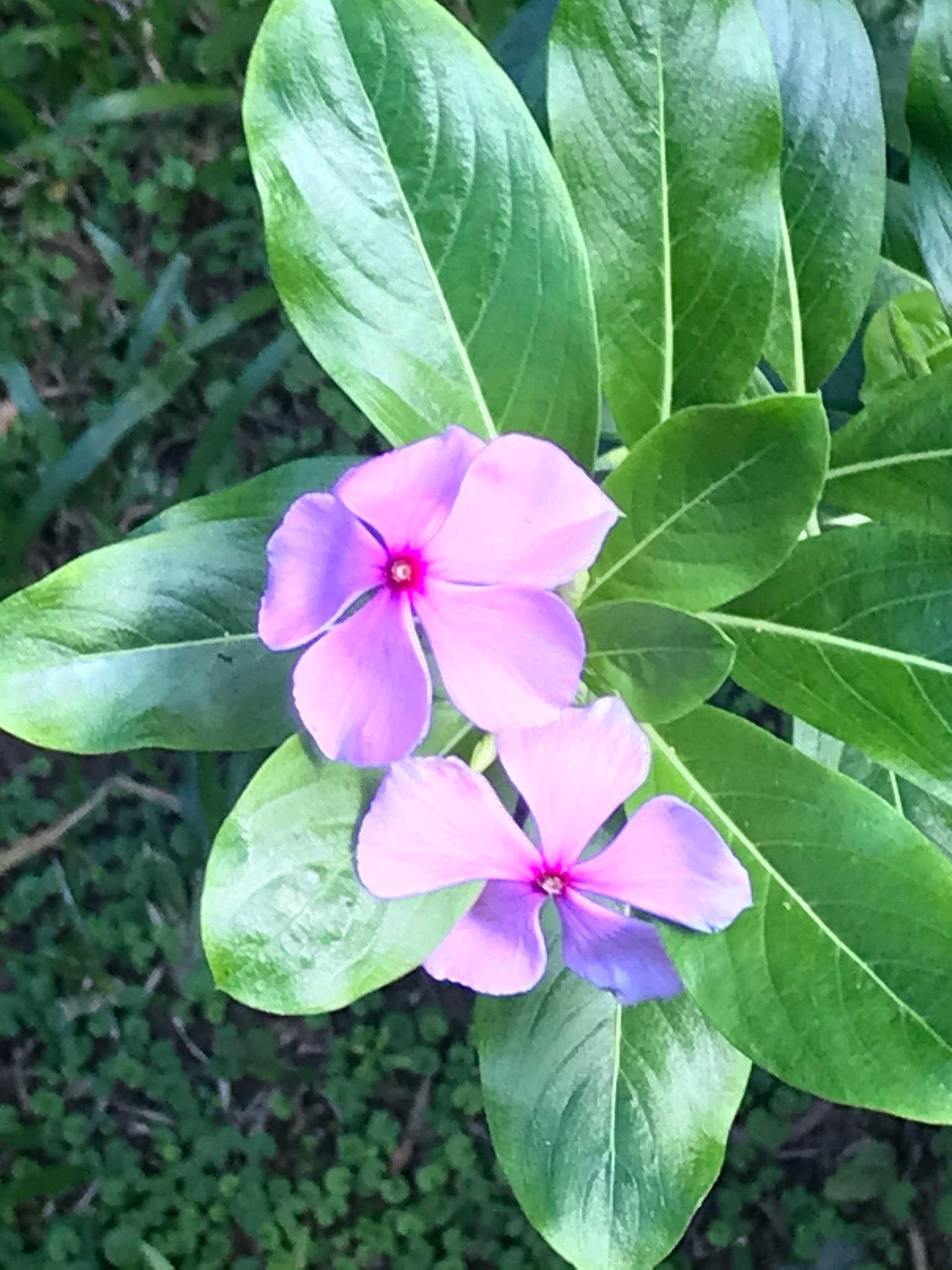 Catharanthus roseus