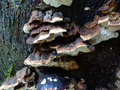 Neoantrodia variiformis