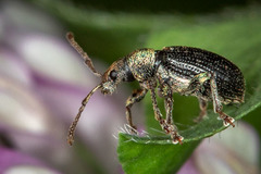 Phyllobius viridicollis