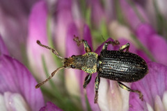 Phyllobius viridicollis