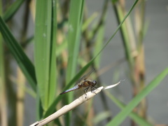 Libellula fulva