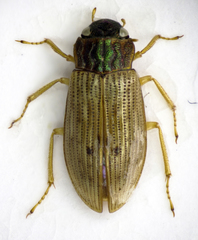Helophorus