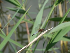 Libellula fulva
