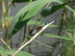 Libellula fulva
