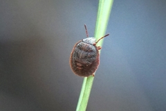 Odontotarsus