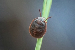 Odontotarsus