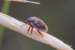 Odontotarsus