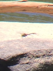 Gomphurus lineatifrons