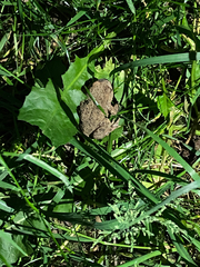 Bufo bufo