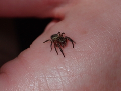Mexigonus morosus