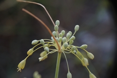 Allium flavum